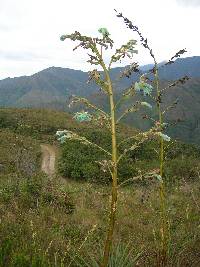 Puya obconica image