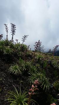 Puya parviflora image