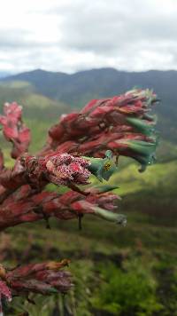 Puya parviflora image