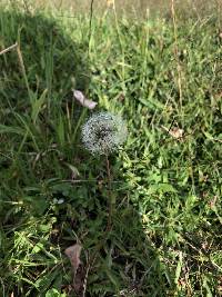 Taraxacum officinale image