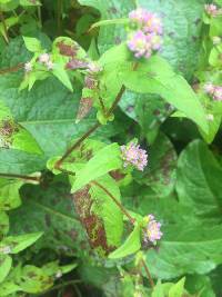 Persicaria nepalensis image