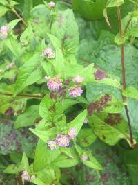 Image of Persicaria nepalensis