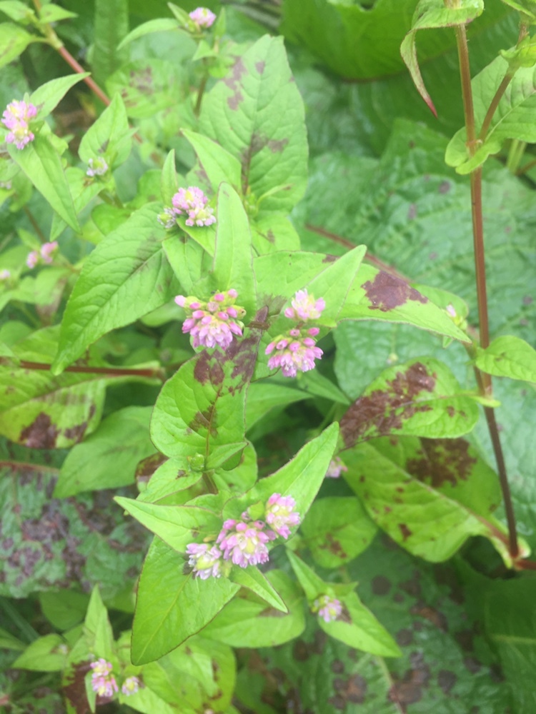 Persicaria nepalensis image