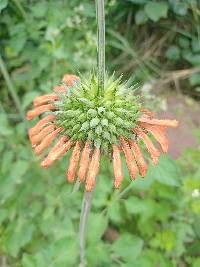 Leonotis nepetifolia image