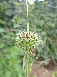 Leonotis nepetifolia image