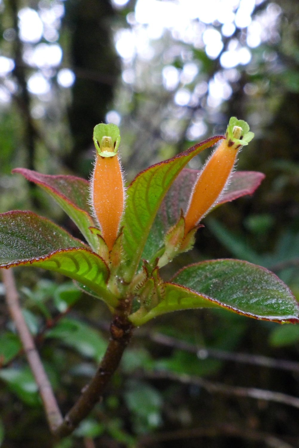 Columnea poortmannii image