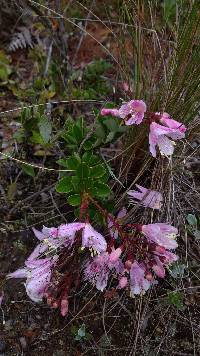 Image of Bejaria subsessilis