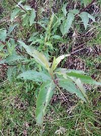 Baccharis latifolia image