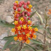 Asclepias curassavica image