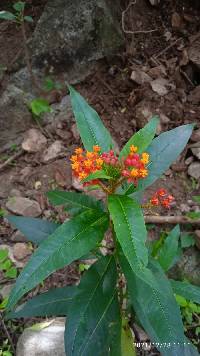 Asclepias curassavica image