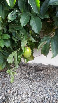 Image of Passiflora edulis