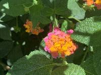 Lantana camara image