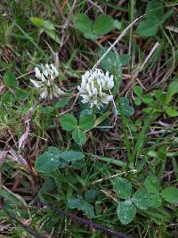 Trifolium repens image