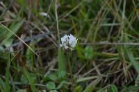 Trifolium repens image