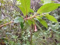 Fuchsia campii image