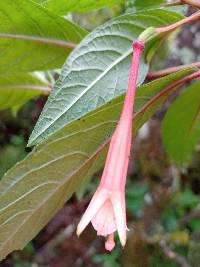 Fuchsia campii image