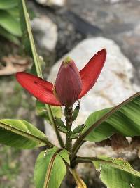 Musa ornata image