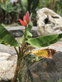 Musa ornata image