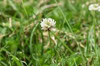 Trifolium repens image