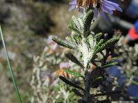 Diplostephium oblanceolatum image