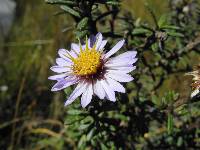 Diplostephium oblanceolatum image