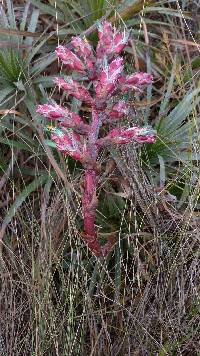 Puya parviflora image