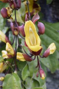 Thunbergia mysorensis image