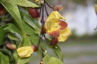 Thunbergia mysorensis image