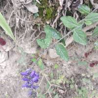 Hebecarpa caracasana image