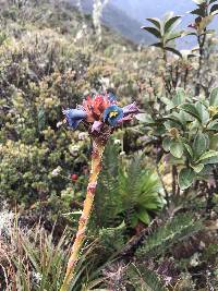 Puya eryngioides image