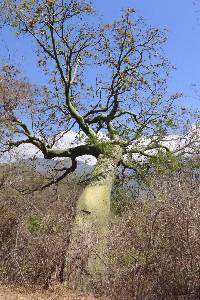 Ceiba trischistandra image