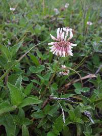 Trifolium repens image