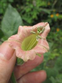 Image of Nicotiana glutinosa