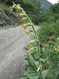 Nicotiana glutinosa image