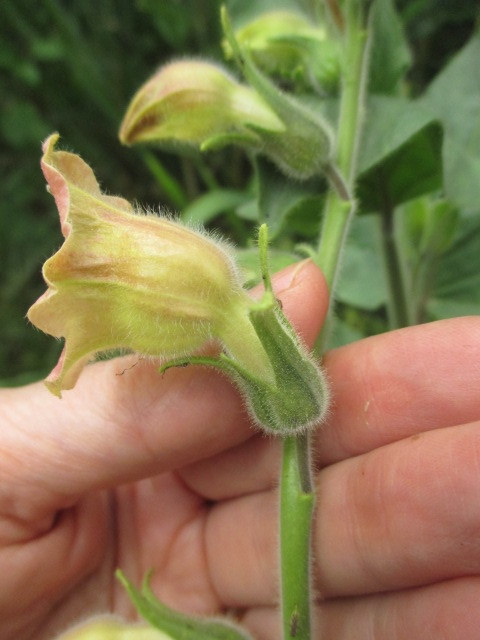 Nicotiana glutinosa image