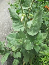 Nicotiana glutinosa image