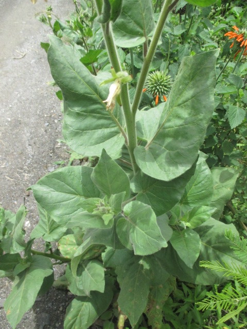 Nicotiana glutinosa image