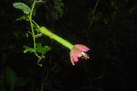 Passiflora mixta image