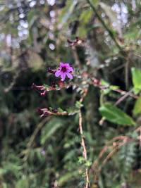 Cuphea ciliata image