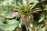 Tillandsia biflora image