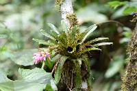 Tillandsia biflora image