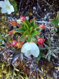 Lysimachia andina image