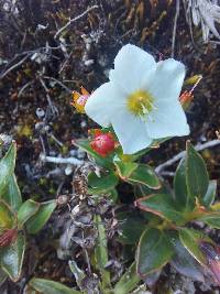 Lysimachia andina image