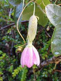 Passiflora glaberrima image