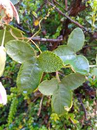 Passiflora glaberrima image