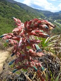 Puya parviflora image