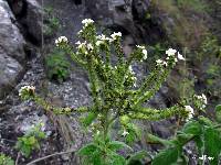 Heliotropium rufipilum image