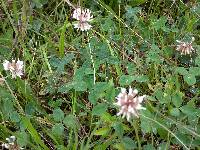 Trifolium repens image