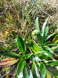 Eryngium humile image