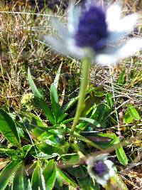 Eryngium humile image